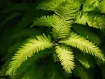Metasequoia