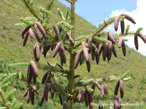 Picea asperata - Épicéa de Chine
