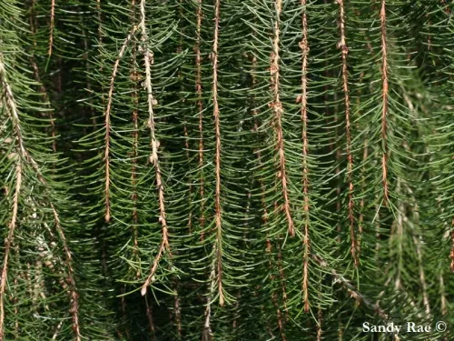 Picea breweriana - Épicéa de Brewer