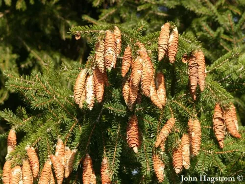 Picea maximowiczii - Épicéa de Maximowicz