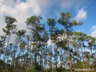 Pinus caribaea