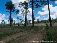 Pinus cooperi