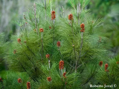 Pinus cubensis - Pin de Cuba
