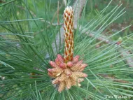 Pinus densata