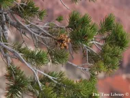 Pinus edulis
