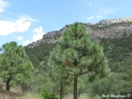 Pinus engelmannii