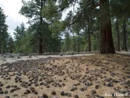 Pinus jeffreyi