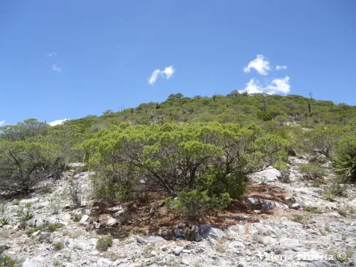 Pinus johannis - Pin de Johannis