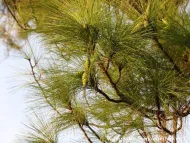 Pinus latteri