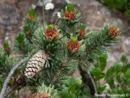 Pinus longaeva
