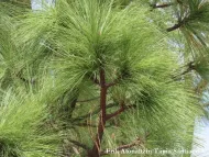 Pinus montezumae
