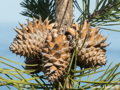 Pinus muricata - Pin de l'évêque