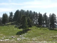 Pinus nigra