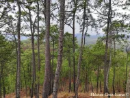 Pinus oocarpa
