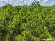 Pinus palustris