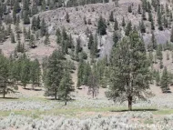Pinus ponderosa