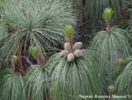 Pinus pseudostrobus var. apulcensis