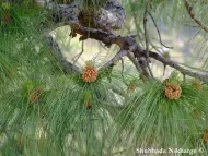 Pinus roxburghii