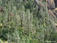 Pinus sabiniana