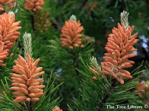 Pinus sylvestris - Pin sylvestre