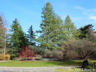 Pinus wallichiana