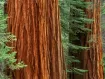 Sequoiadendron 