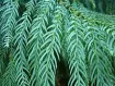 Taiwania
